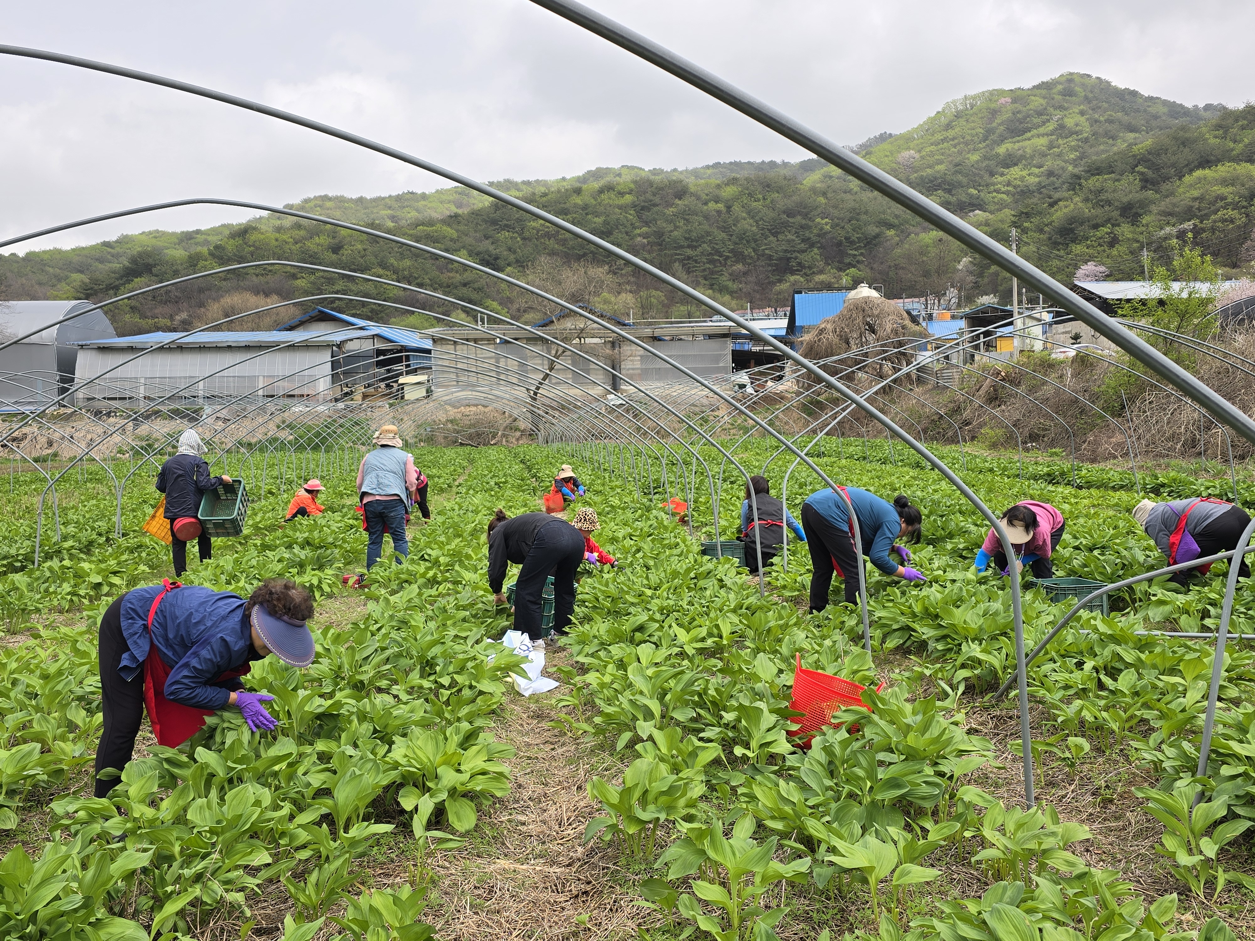 김화농협농촌인력중개센터 명이나물수확작업