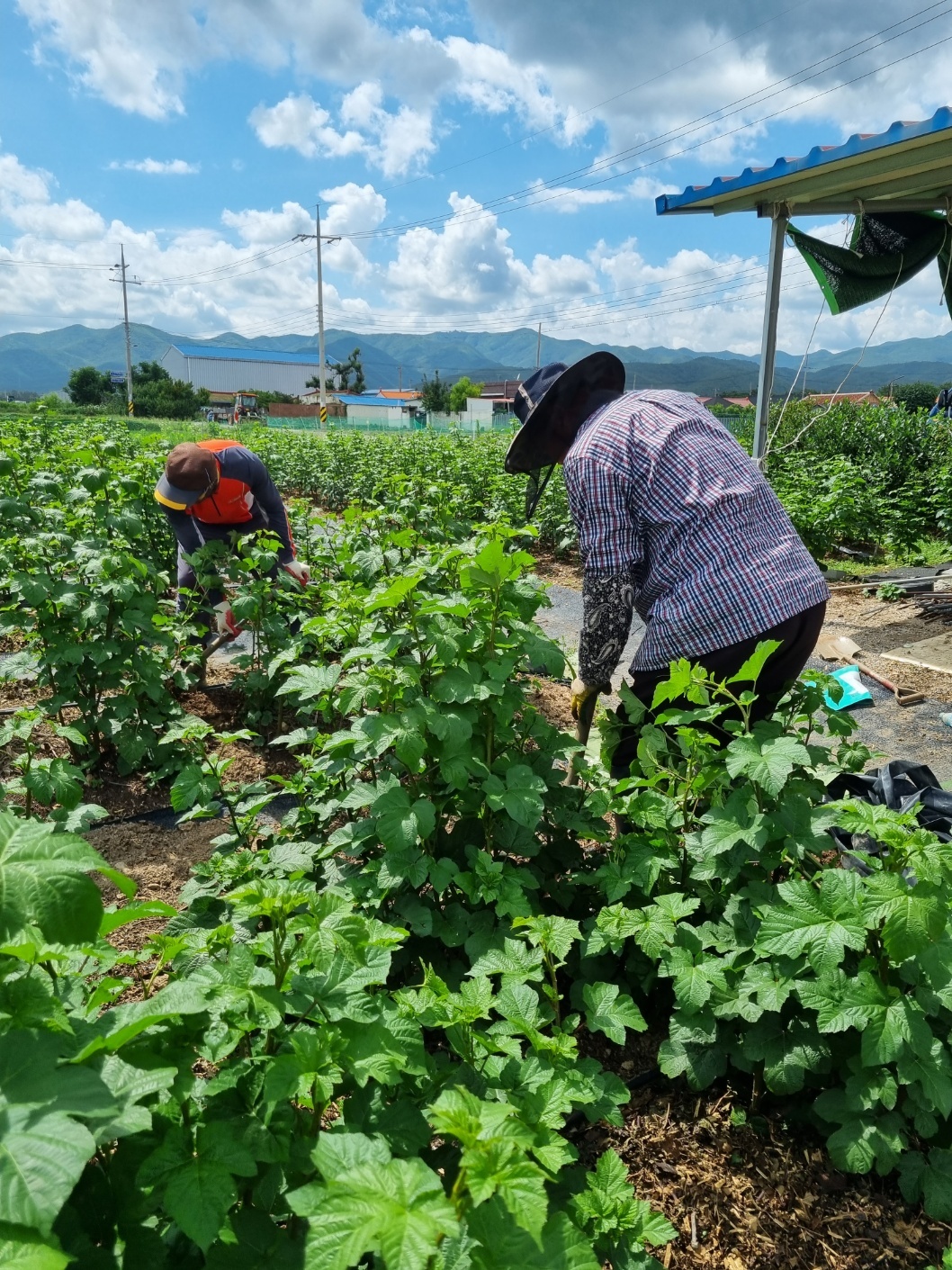 농협중앙회 포항시지부 농촌인력중개센터  농작업 후기